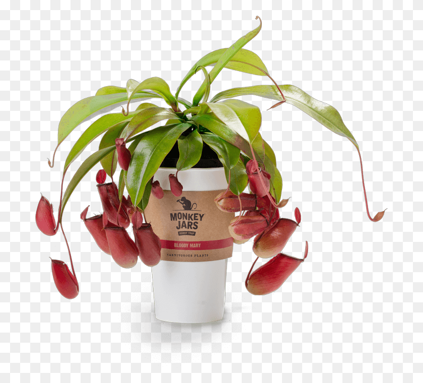 701x700 What Are Monkey Jars Monkey Jar Plant, Vase, Pottery, Flower HD PNG Download