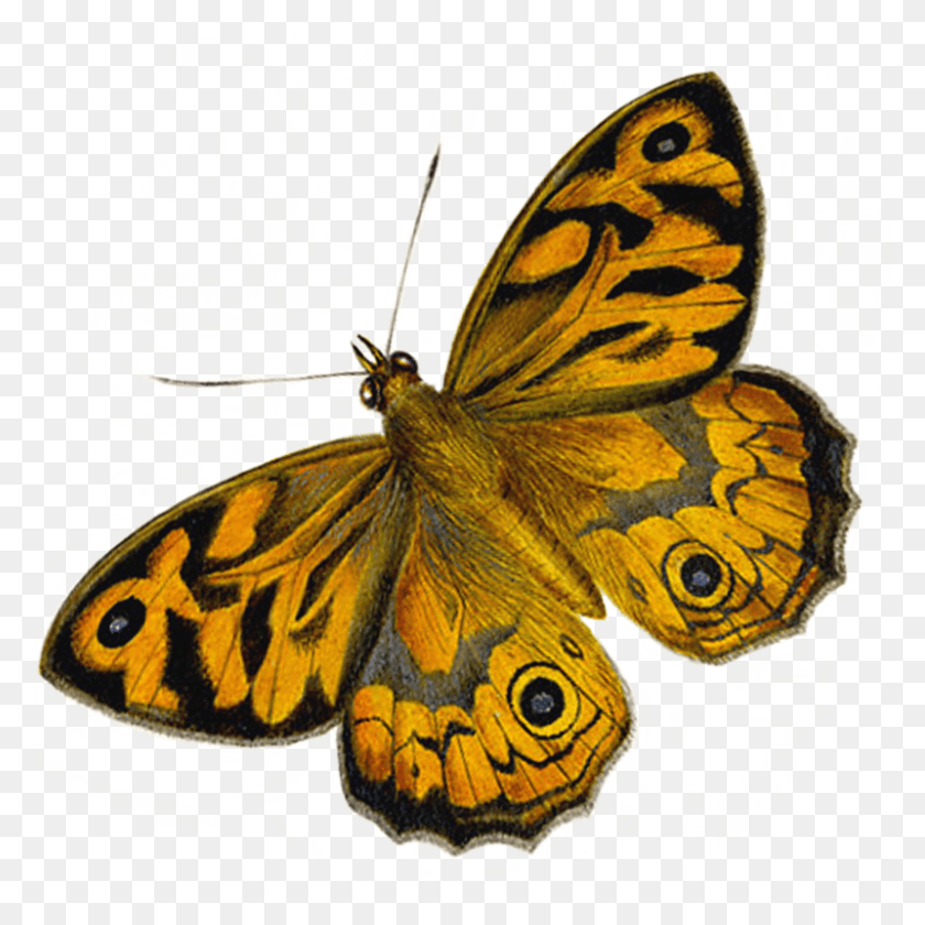 800x800 What Are The Differences Between Butterflies And Moths Butterfly Moth, Insect, Invertebrate, Animal HD PNG Download