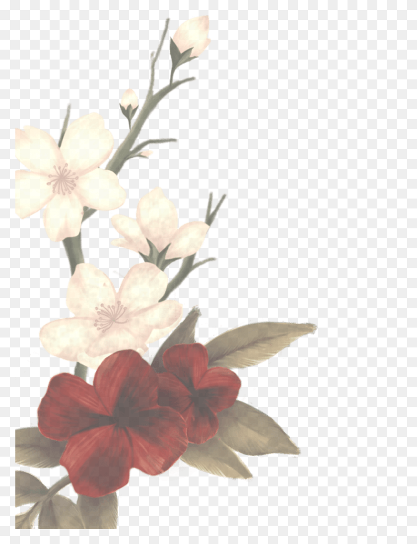 942x1252 What Does This Mean Someone Plz Tell Me What You Know Shawn Mendes Album Flowers, Plant, Flower, Blossom HD PNG Download