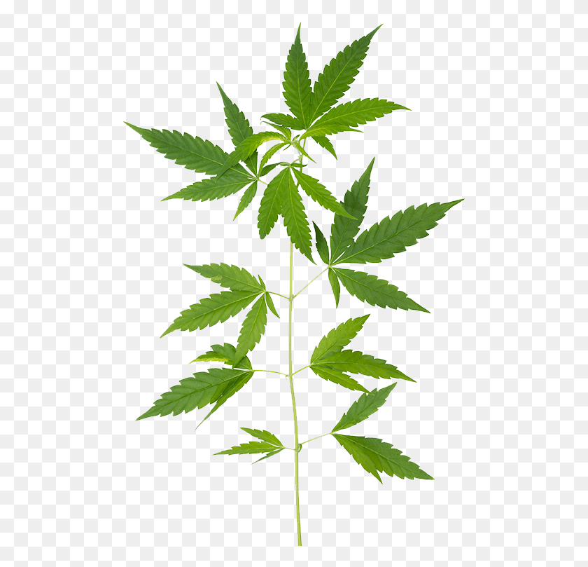491x749 What Is Cbd Marijuana Leaf, Plant, Hemp, Weed HD PNG Download