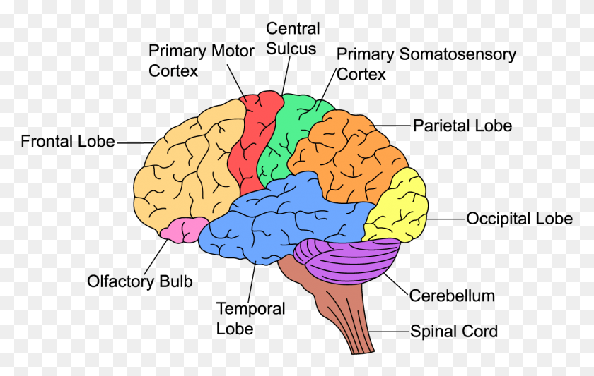 1263x767 What Is Executive Function Brain Executive Function, Nature, Diagram, Plot HD PNG Download