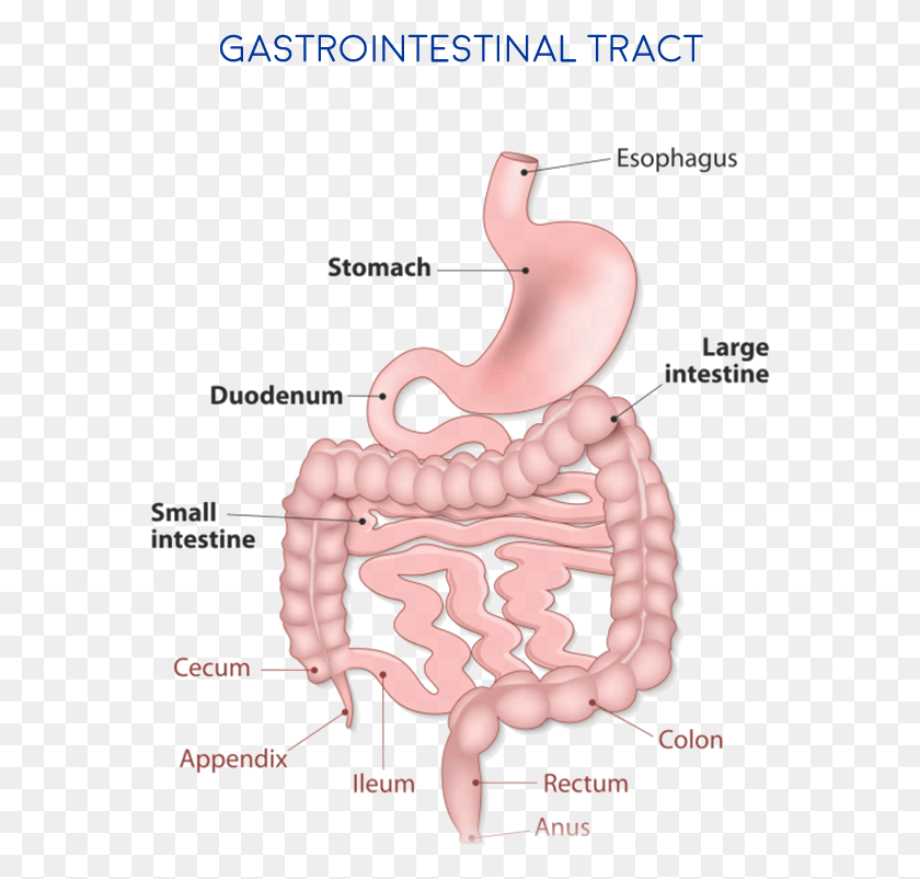 566x742 What Is The Treatment Gastrointestinal Tract, Stomach, Diagram HD PNG Download