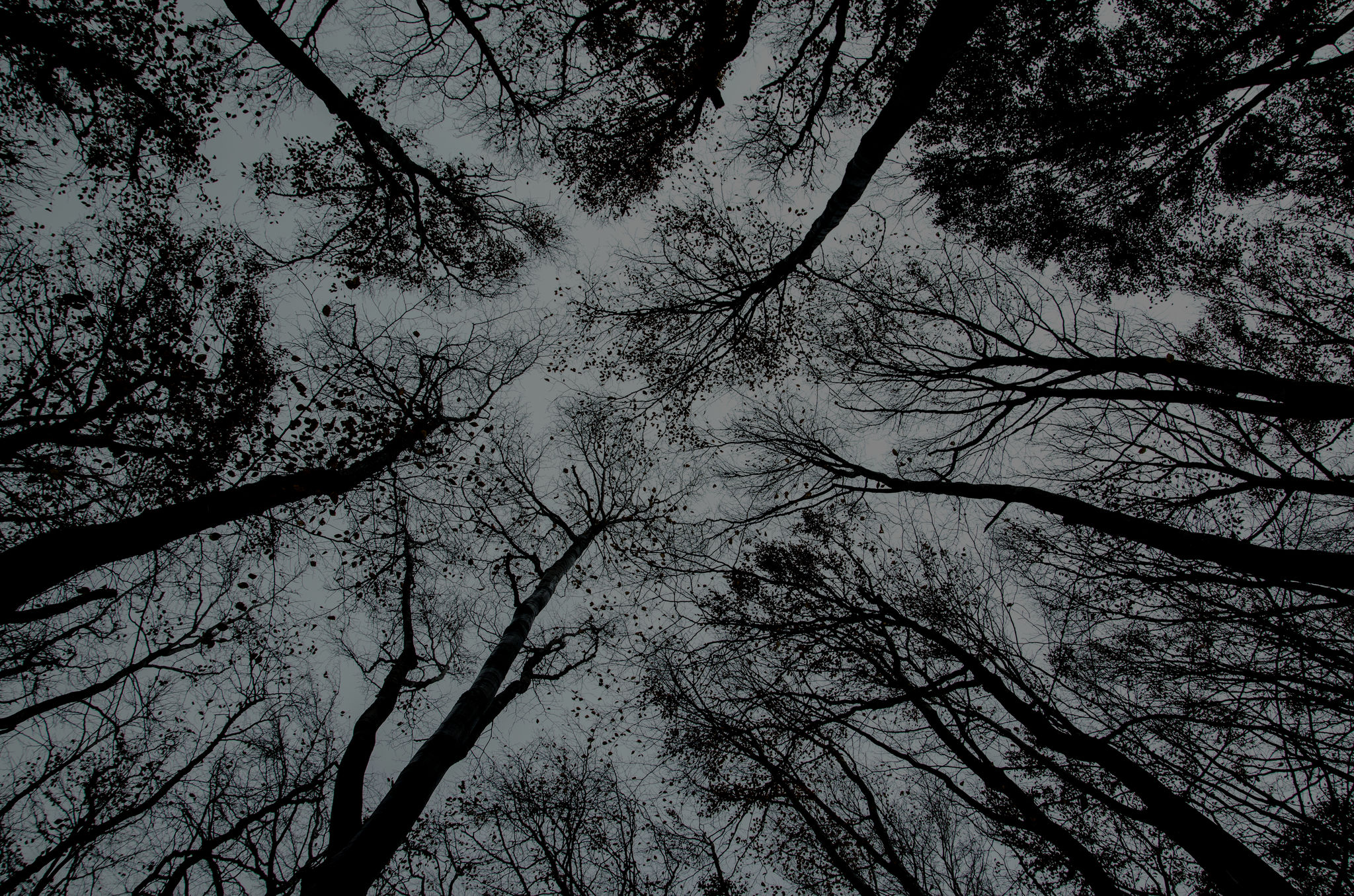 2048x1356 Какие Чувства Вызывает У Вас Зима Schnee Wald Von Oben, Дерево, Растение Hd Png Скачать