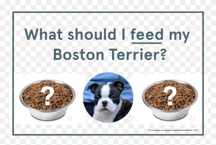 811x525 What Should I Feed My Boston Terrier Hear I Forget What I See I Remember What I Do I Understand, Plant, Lentil, Bean HD PNG Download