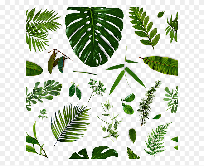 627x622 What Steepers Say About Our Tea Fern, Leaf, Plant, Vegetation HD PNG Download