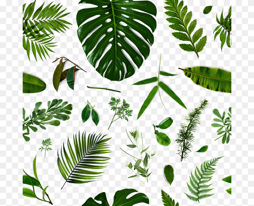 690x684 What Steepers Say About Our Tea I Play Park, Fern, Leaf, Plant, Vegetation Clipart PNG