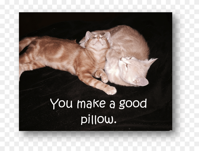 724x580 What The Cats Would Do Without Each Other I Don39t Asian, Manx, Cat, Pet HD PNG Download