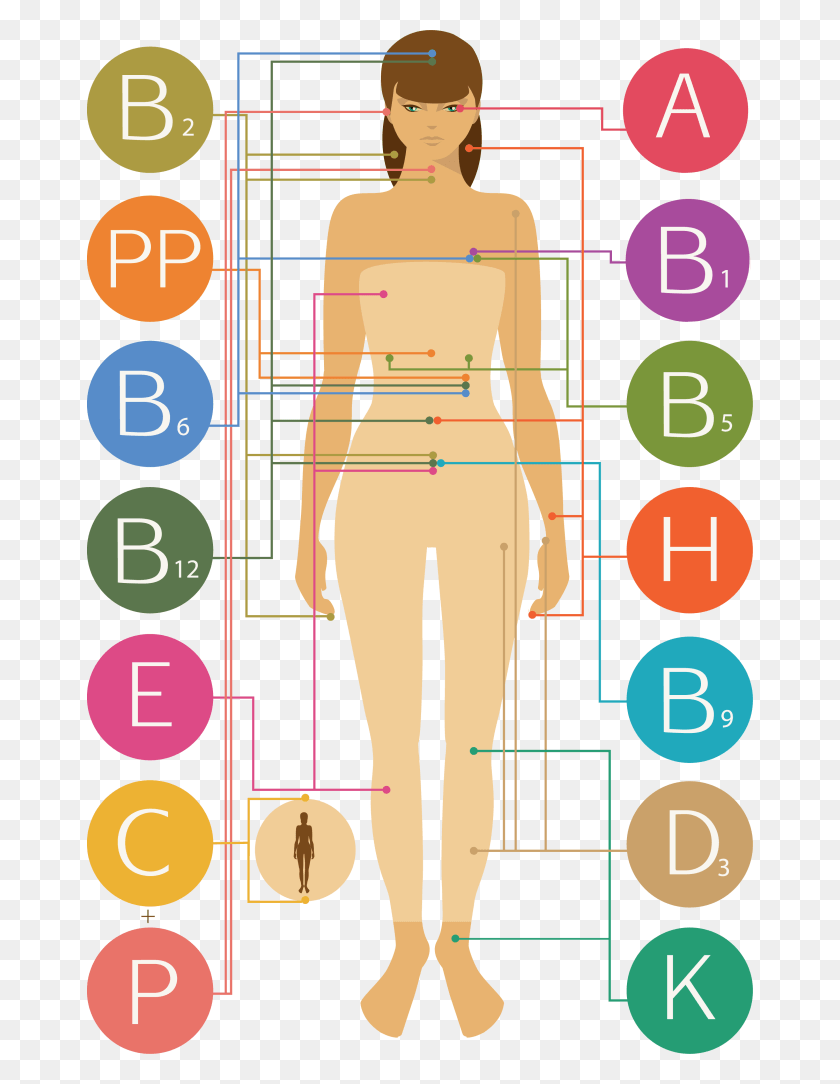 666x1024 What Vitamins And Minerals Are Included In A Multivitamin Human Body Vitamins, Plot, Poster, Advertisement HD PNG Download