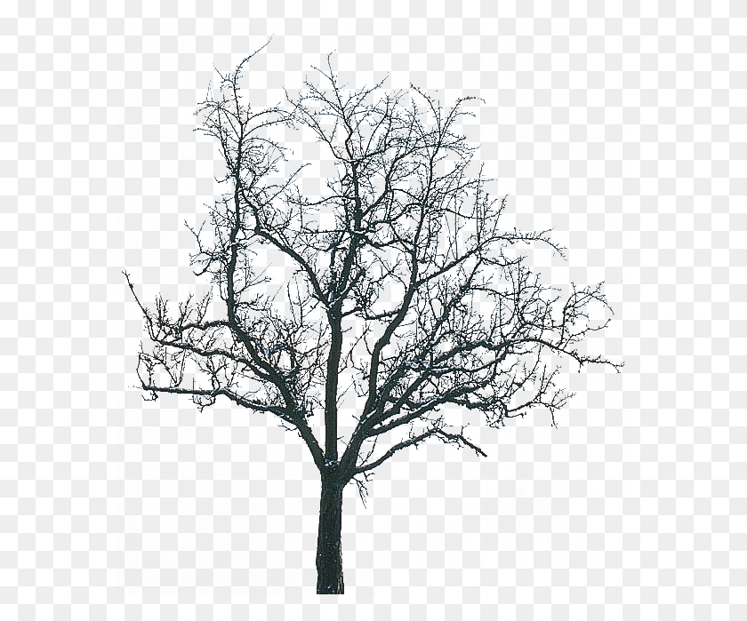 577x639 What You Need In Winter For Trend, Nature, Outdoors, Tree Descargar Hd Png