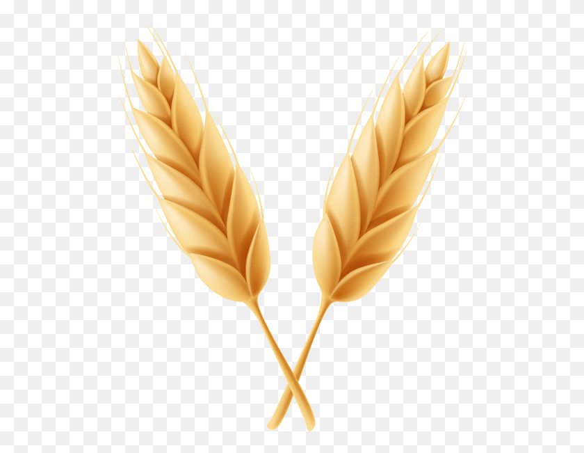 506x591 Wheat, Face, Plant, Leaf HD PNG Download
