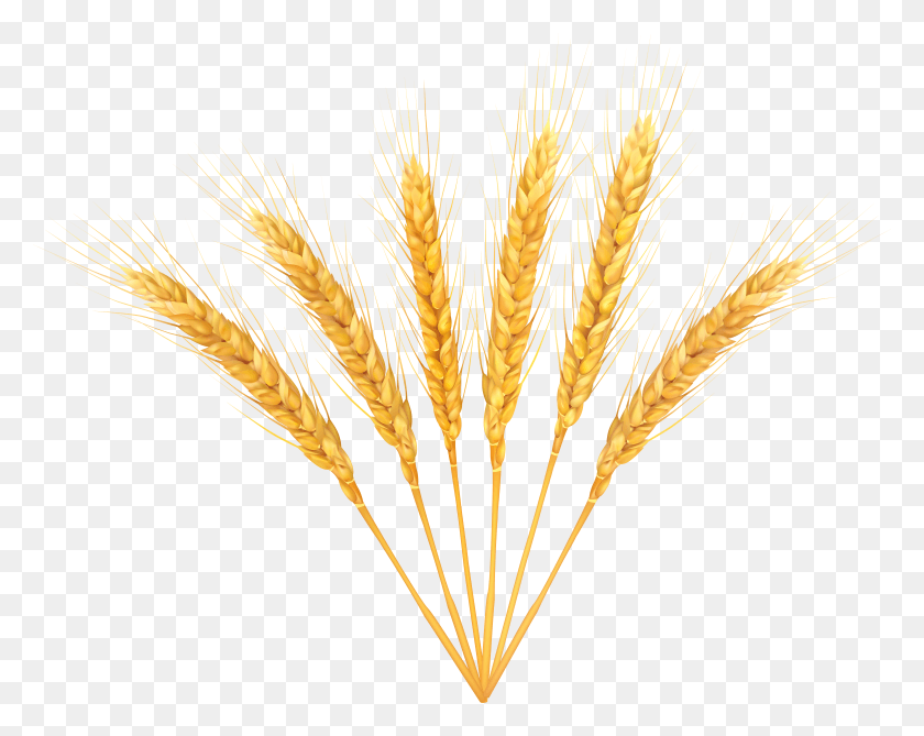 Wheat HD PNG Download