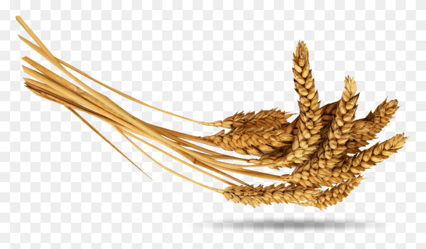 1258x698 Wheat, Plant, Vegetable, Food HD PNG Download