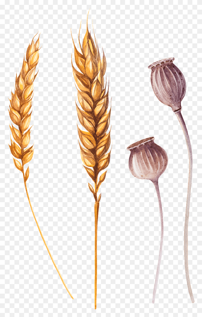 922x1486 Png Пшеница, Растение, Зерно, Продукты Hd