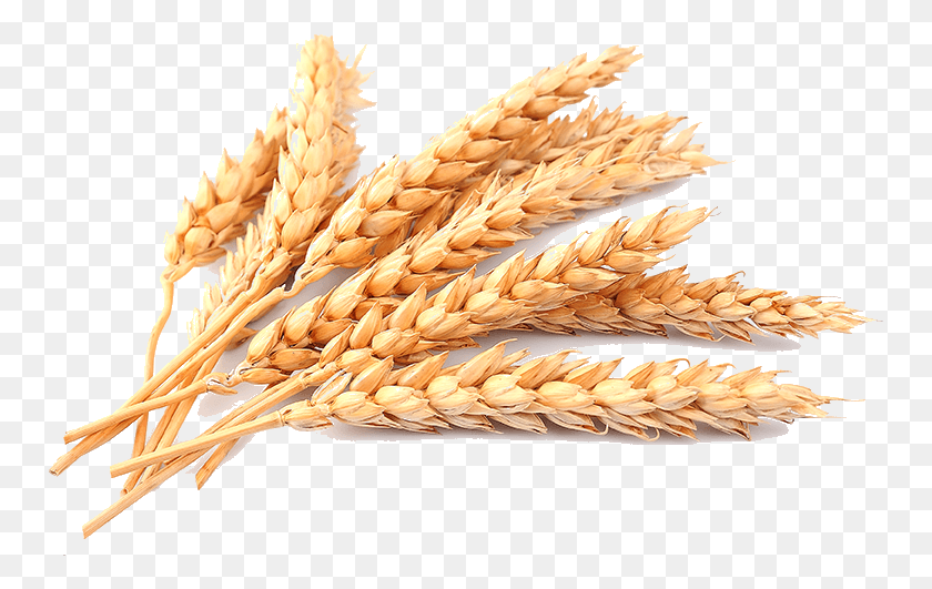 753x471 Wheat, Plant, Vegetable, Food HD PNG Download