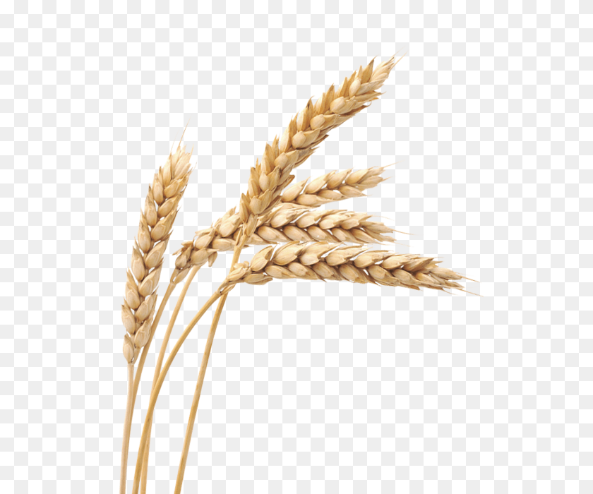 534x700 Wheat, Food, Grain, Produce Clipart PNG