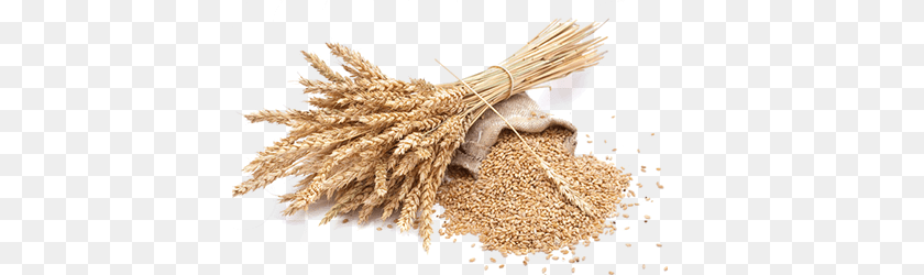 Wheat, Food, Grain, Produce, Animal Transparent PNG