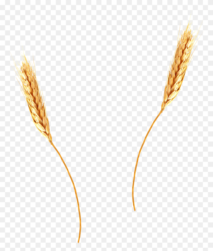 1042x1247 Wheat Agriculture Barley Spikes Image Wheat Straw Transparent Background, Plant, Vegetation, Vegetable HD PNG Download