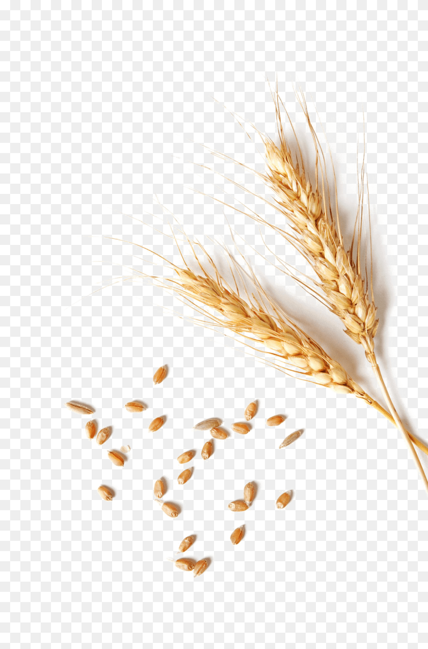 1289x1952 Wheat Clipart Single Wheat Grain, Food, Produce, Adult, Female PNG