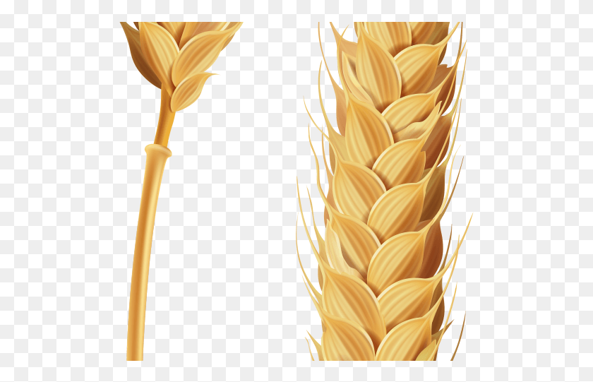 503x481 Wheat Clipart Transparent Background Stalk Of Grain Clipart, Plant, Vegetable, Food HD PNG Download