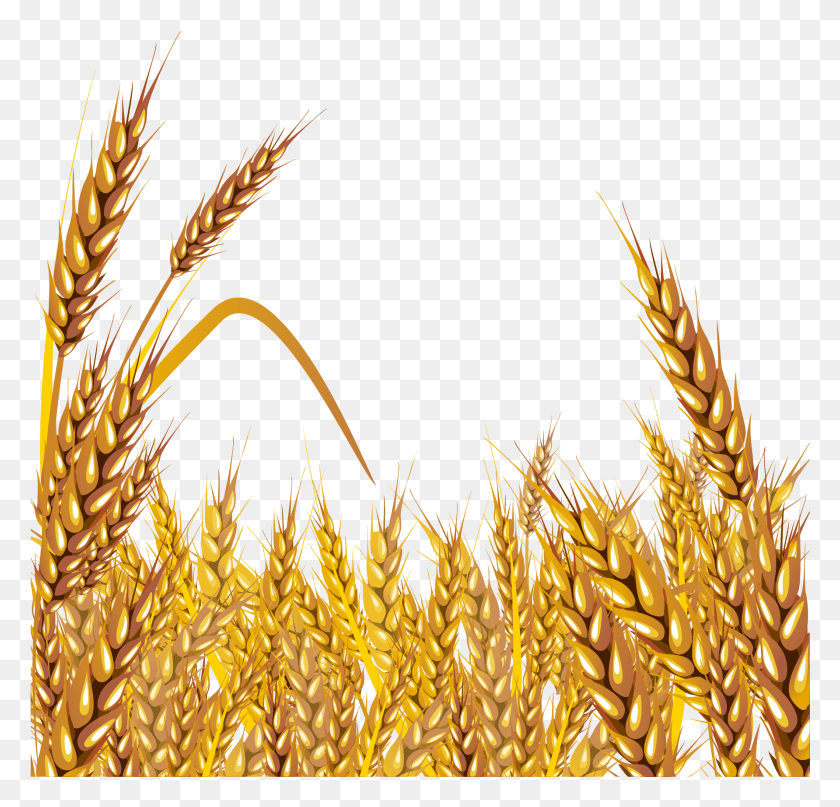 1783x1708 Wheat Euclidean Vector Clip Art Wheat Grain Field Clipart, Plant, Vegetable, Food HD PNG Download