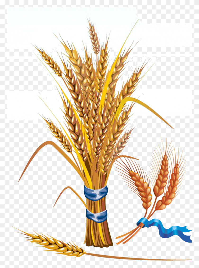 1002x1376 Wheat Euclidean Vector Grain Clip Art Simple Wheat, Plant, Vegetable, Food HD PNG Download