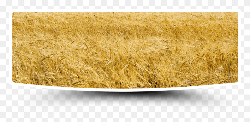 1001x454 Wheat Field Grass, Plant, Produce, Food HD PNG Download