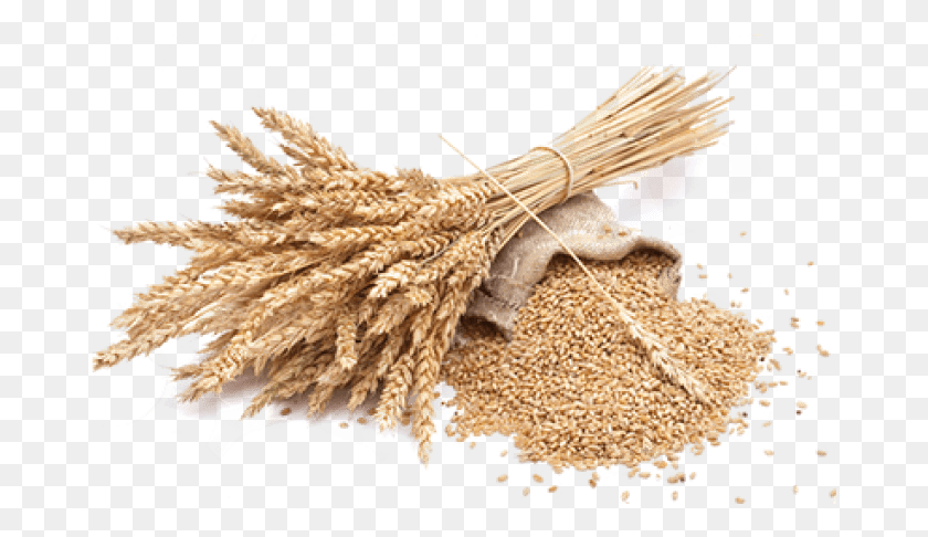 677x426 Wheat Free Wheat, Plant, Vegetable, Food HD PNG Download
