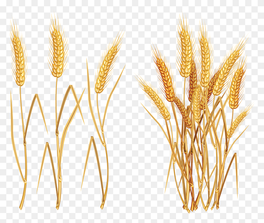 5733x4795 Wheat Free Wheat Vector Art, Plant, Construction Crane, Text HD PNG Download