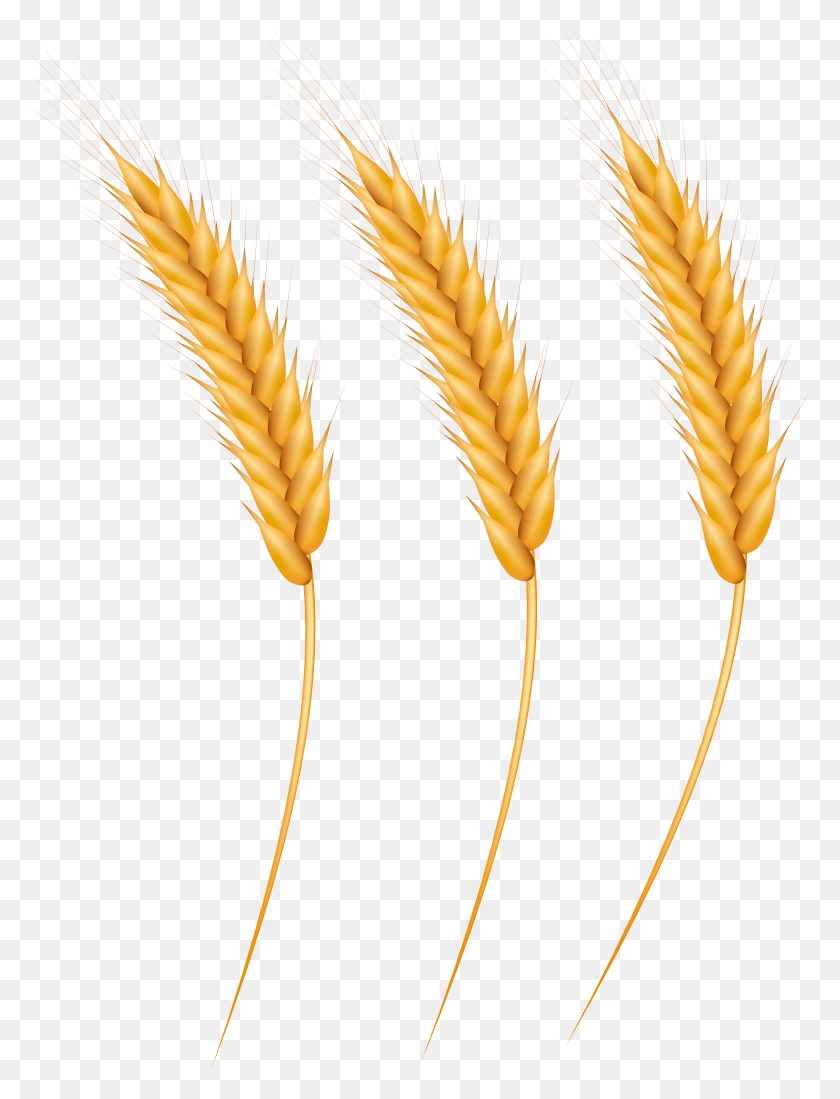 5718x7619 Png Зерно Пшеницы