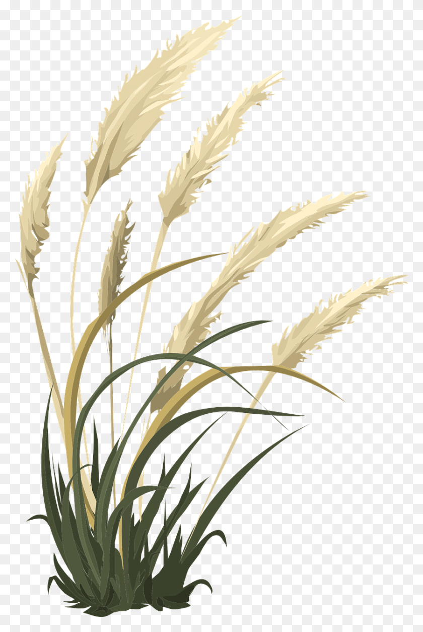836x1280 Wheat Grass Nature Agriculture Image Transparent Pampas Grass, Plant, Lawn, Flower HD PNG Download