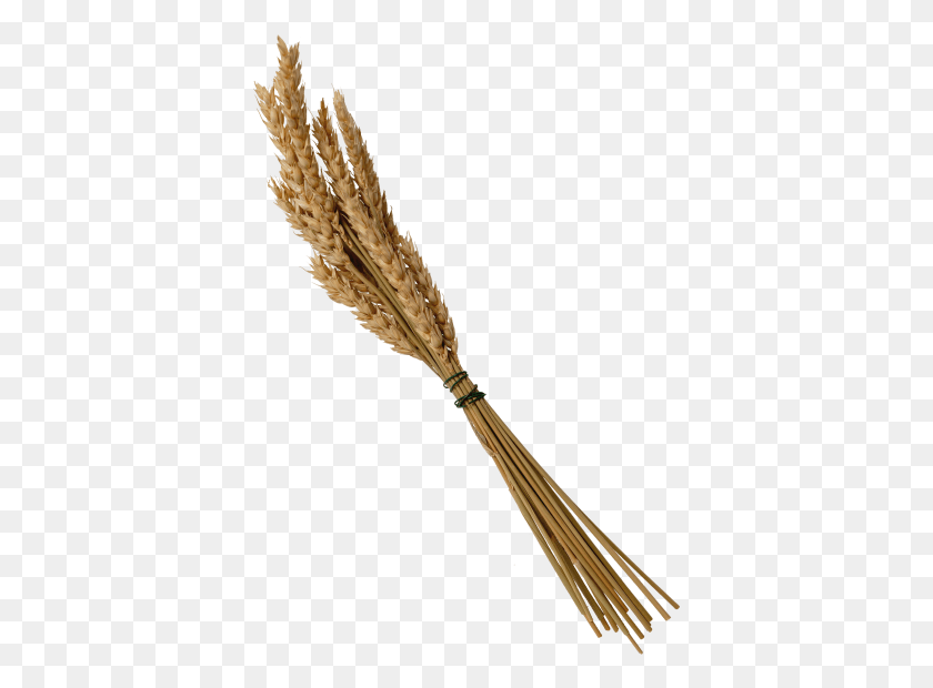 386x560 Wheat Head Flower, Plant, Broom HD PNG Download