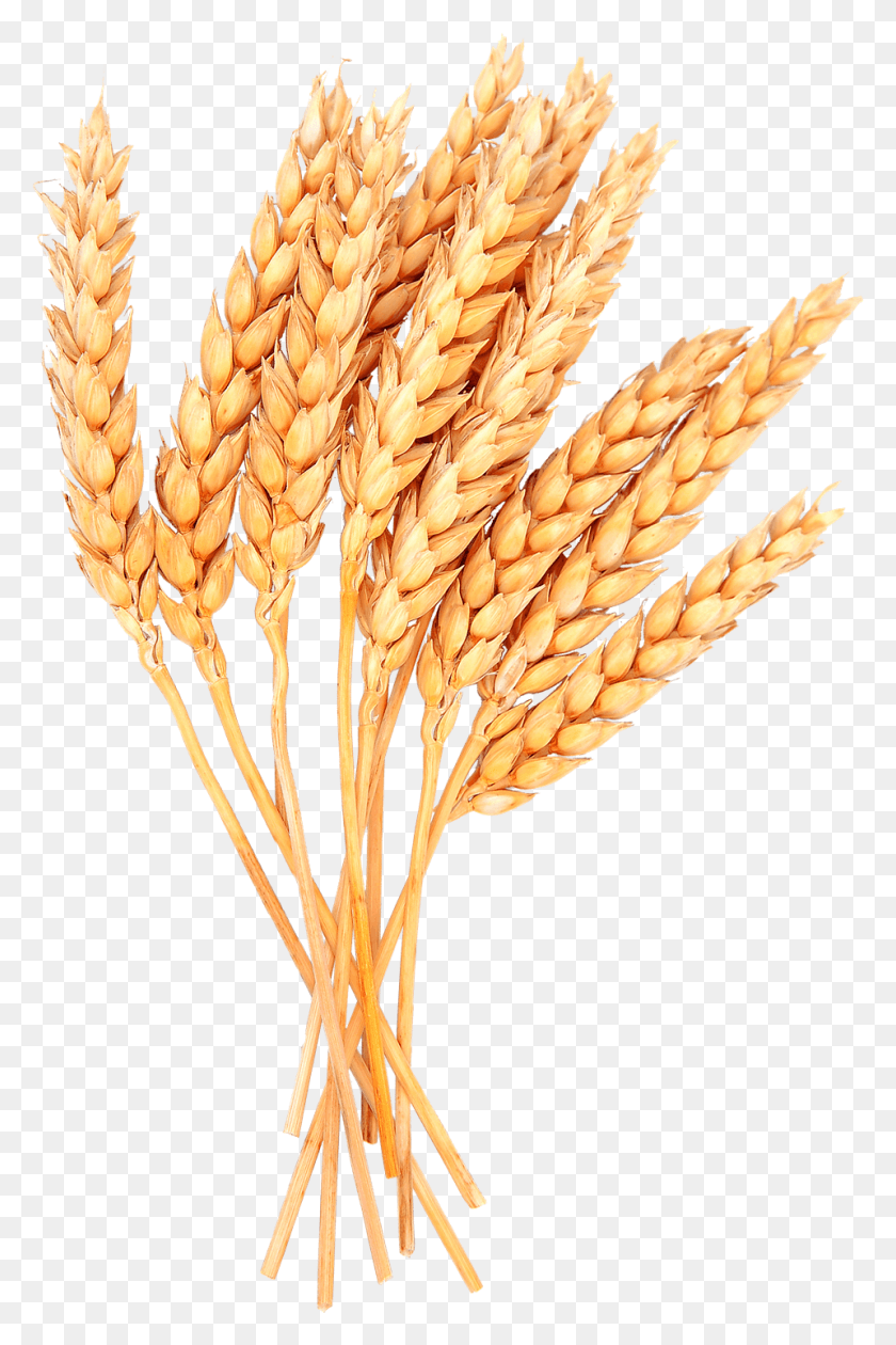 959x1476 Wheat Image Wheat, Plant, Vegetable, Food HD PNG Download