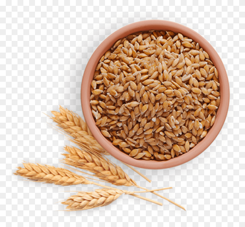 839x772 Wheat Images Background Einkorn, Plant, Vegetable, Food HD PNG Download