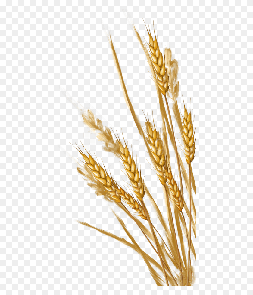 464x916 Png Изображения Пшеницы