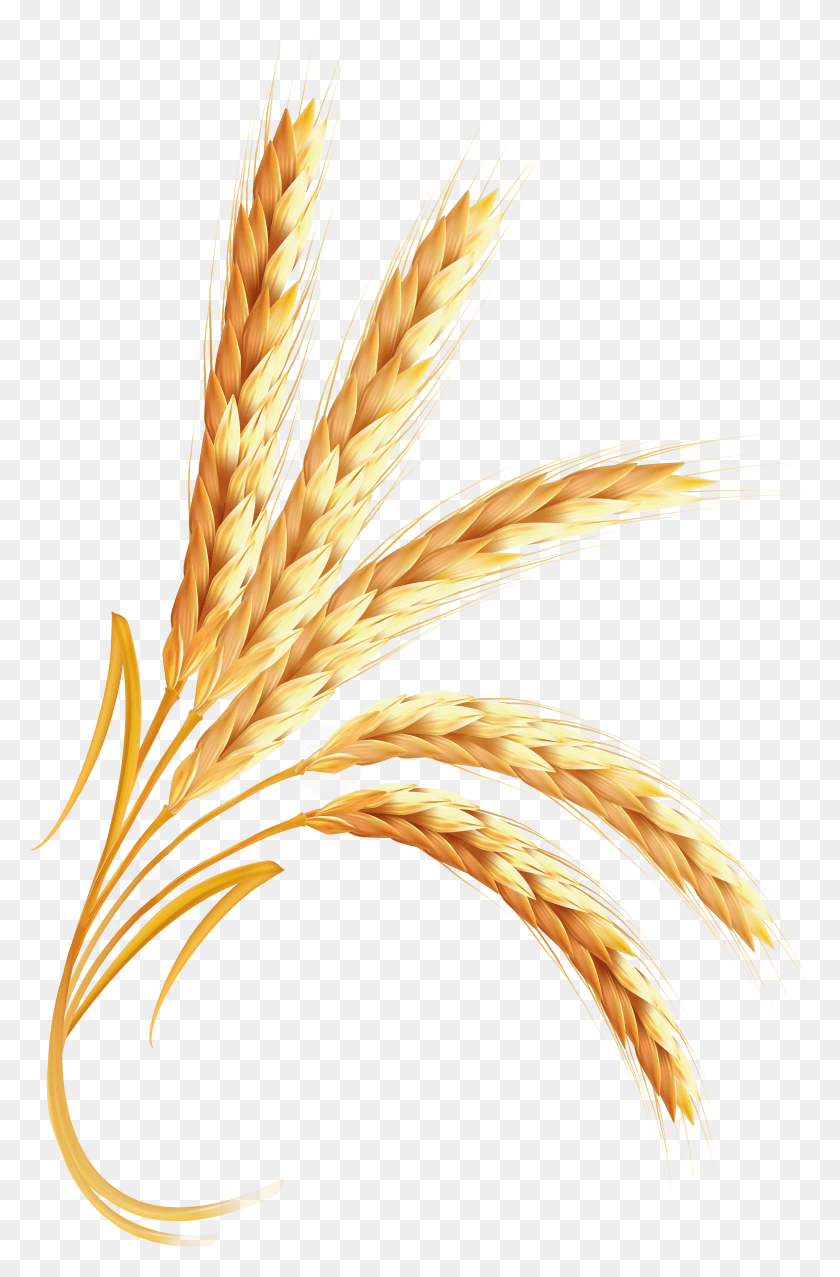 5693x8883 Wheat Images Free HD PNG Download