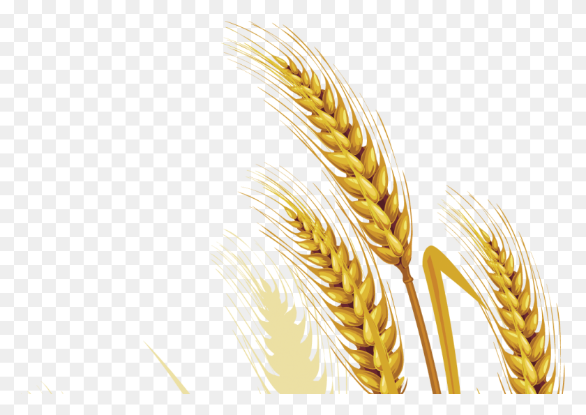 1038x713 Пшеница Целиком Вектор, Растение, Овощи, Еда Hd Png Скачать