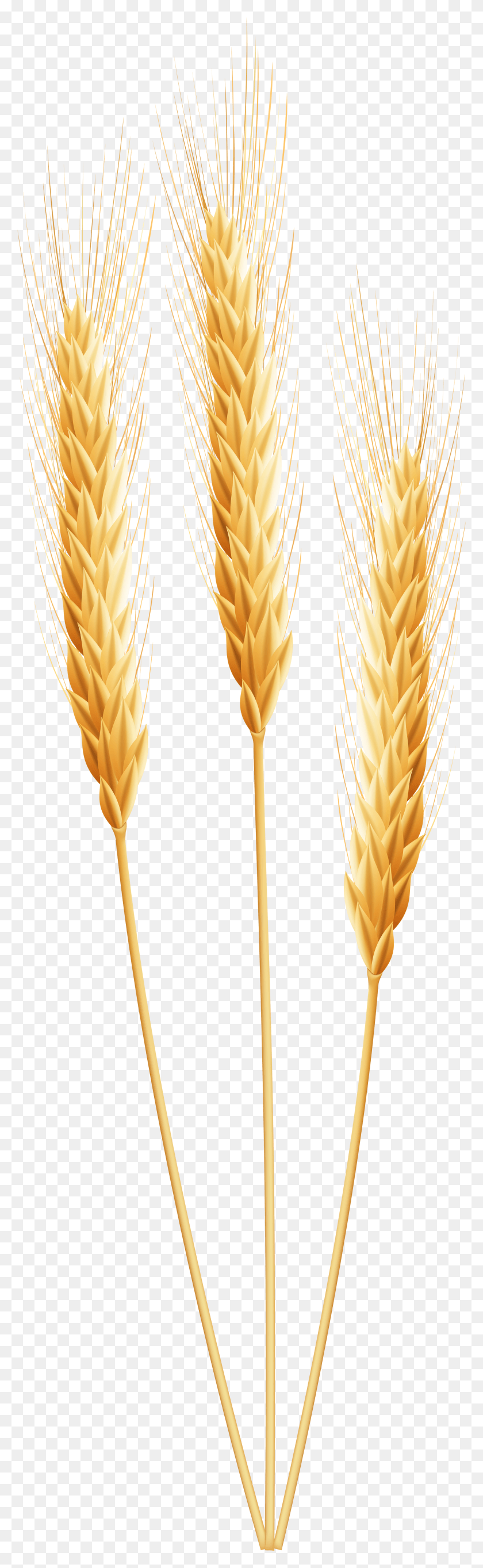 2019x6901 Wheat Transparent HD PNG Download