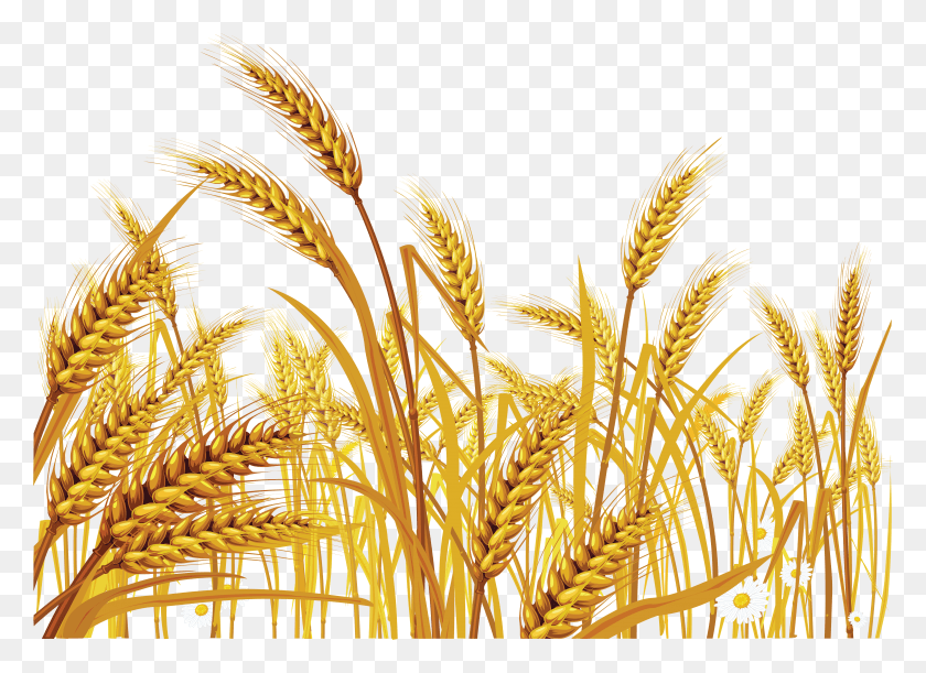 4765x3370 Wheat Transparent Background Grain, Plant, Grass, Vegetation HD PNG Download