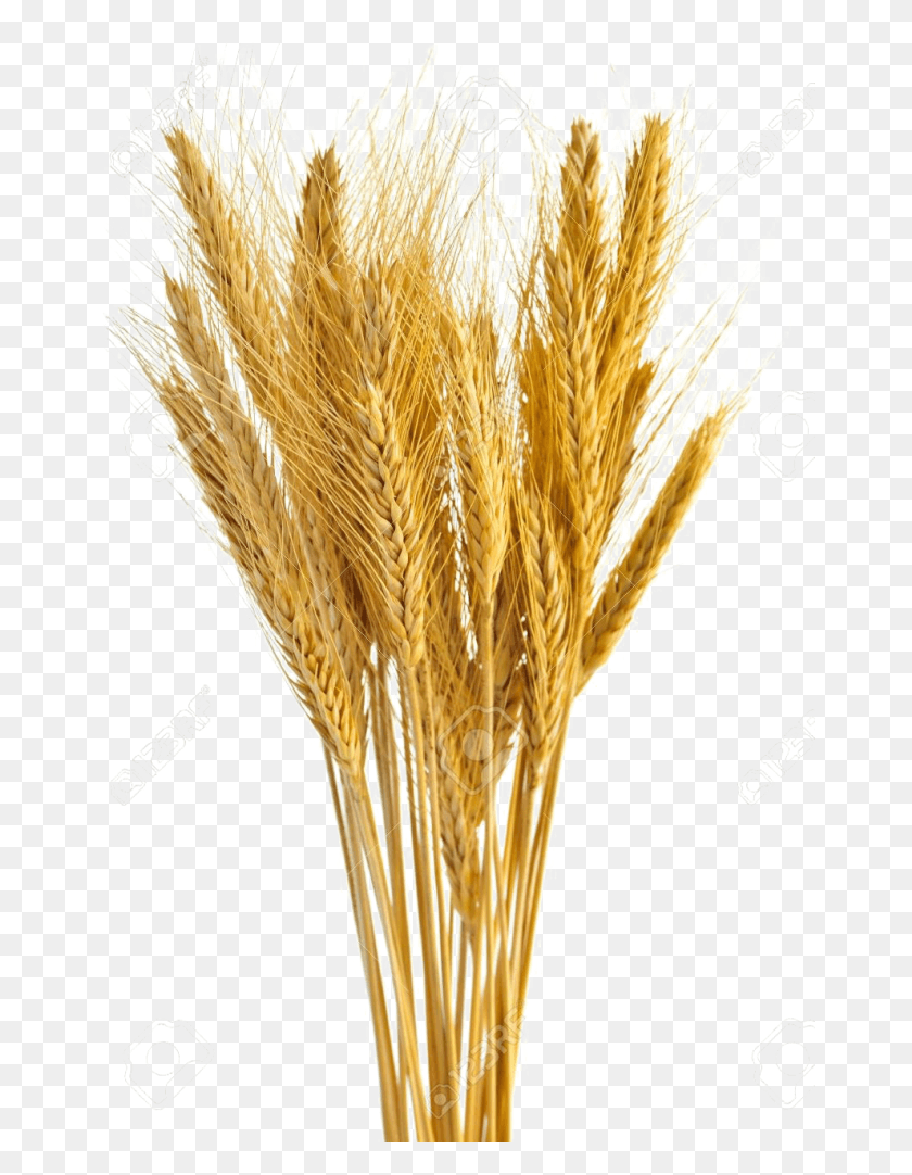 662x1022 Wheat Vector Free Transparent Wheat Transparent, Plant, Vegetable, Food HD PNG Download