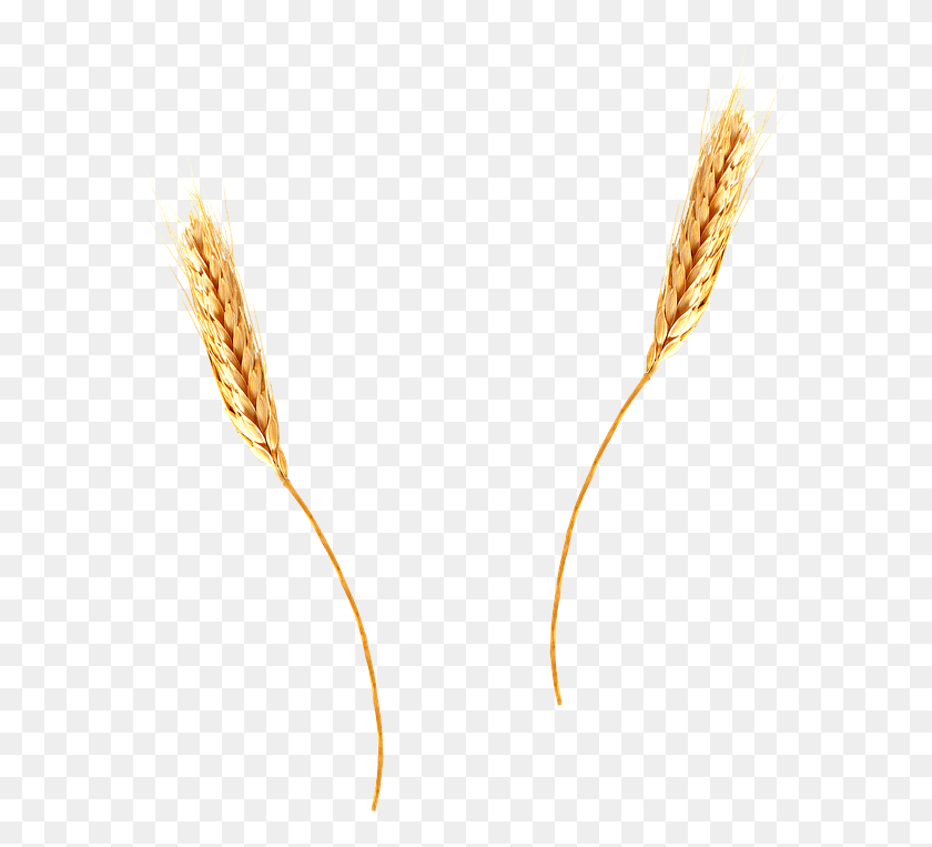 588x703 Пшеница Пшеница Колосья, Растение, Овощи, Еда Hd Png Скачать