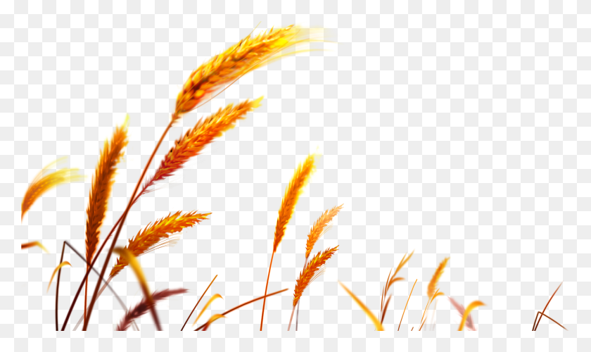 2940x1662 Пшеница Пшеничные Поля, Растение, Трава, Лист Hd Png Скачать
