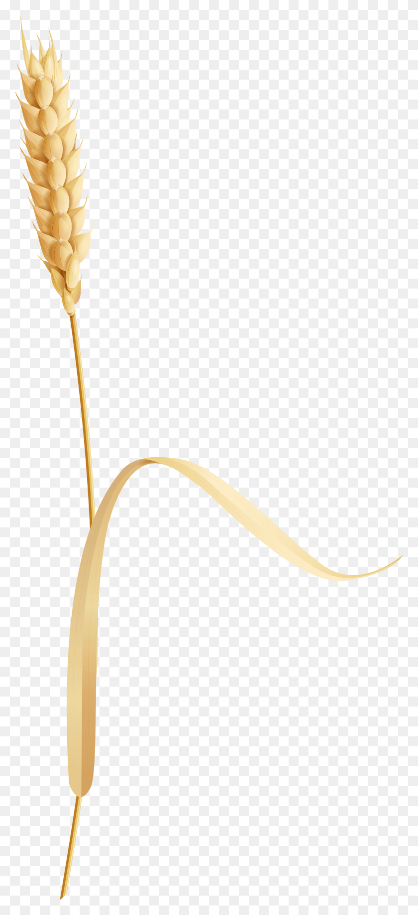 Wheatear Clip Art Image Broomrape, Plant, Flower, Blossom HD PNG Download