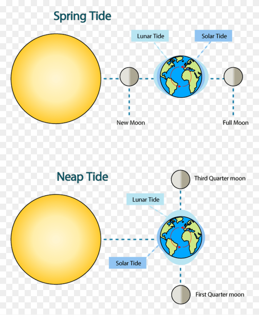 913x1125 When The Sun And The Moon Are At Right Angles To Each Spring Tide And Neap Tide Moon Phases, Astronomy, Sphere, Diagram HD PNG Download