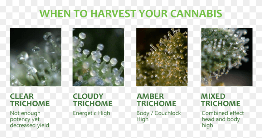 797x393 When To Harvest Your Cannabis Plants Double Glazing Amp Conservatory Ombudsman Scheme, Nature, Plant, Poster HD PNG Download
