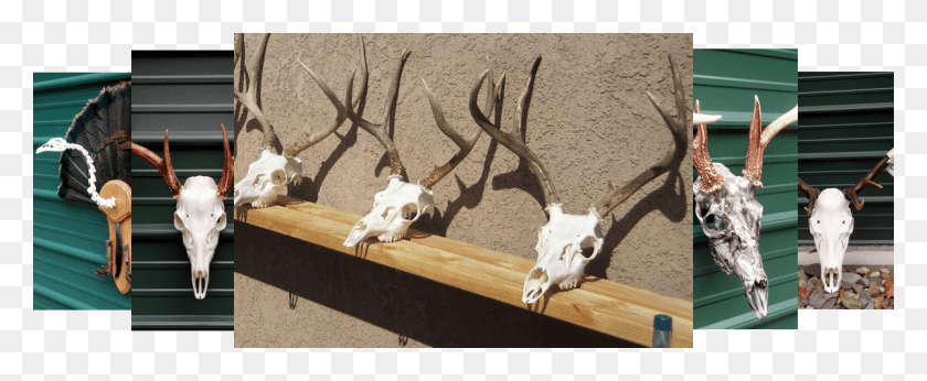 1200x440 When You Care Enough To Send The Very Best Bleached Deer Skull, Antler, Antelope, Wildlife HD PNG Download