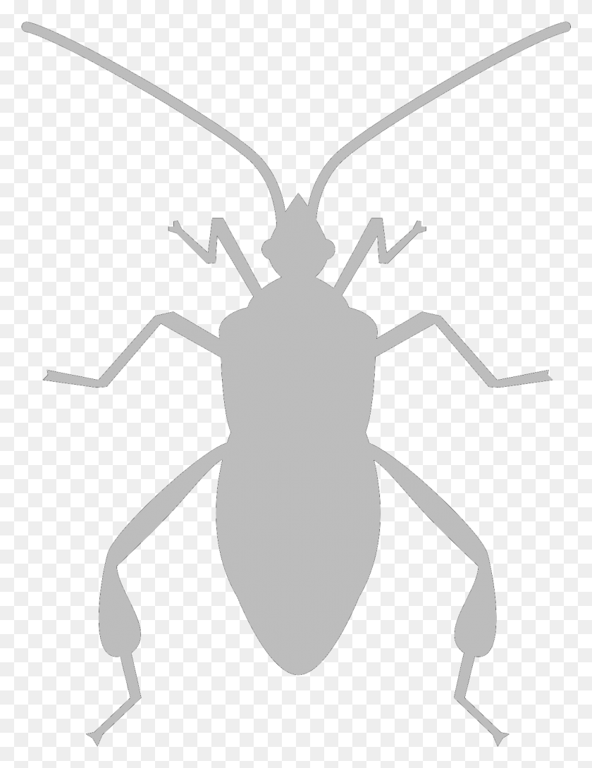 1289x1703 Cuando Llegas A 20000, Automáticamente Se Convierte En Un Gorgojo De Cucaracha, Insecto, Invertebrado, Animal Hd Png Descargar