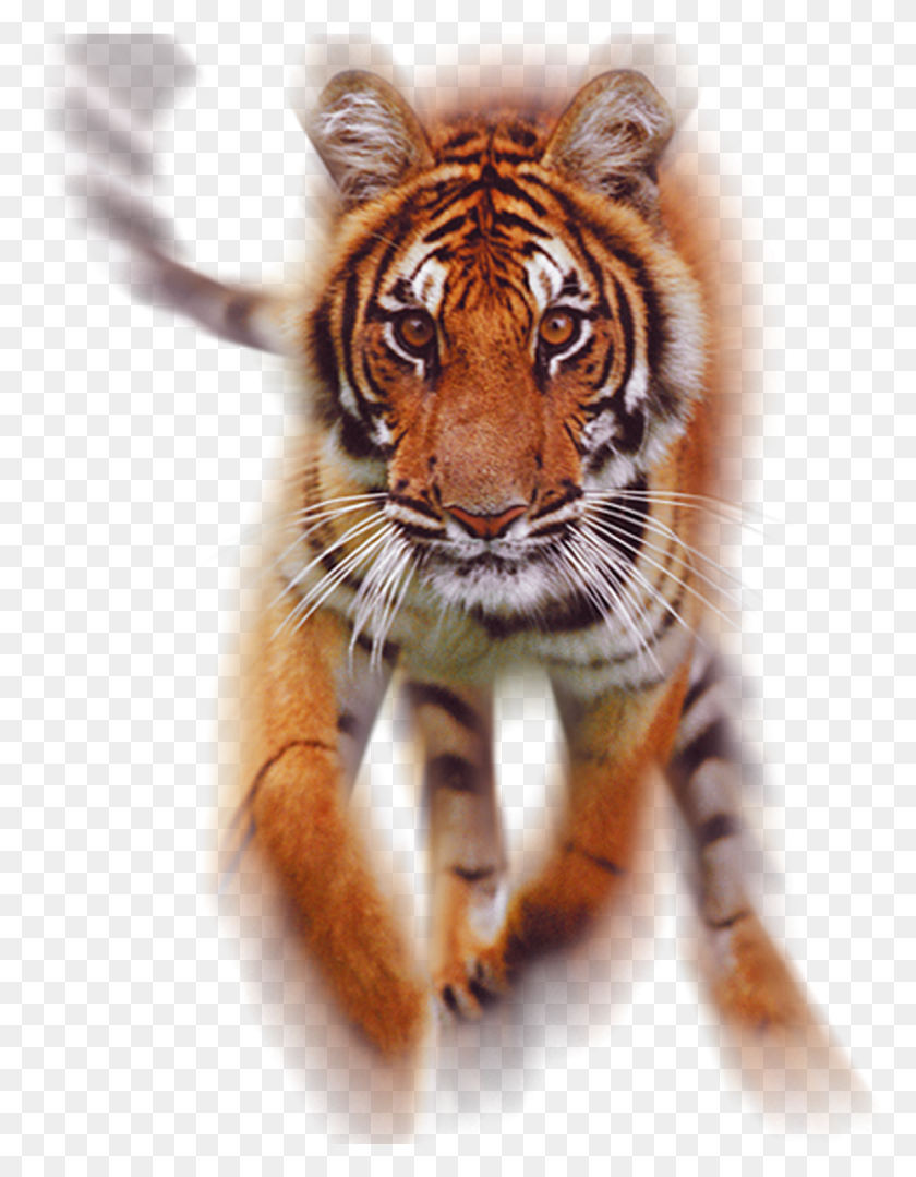 1138x1487 Where Did The Tiger Come From Anyway Tiger Running, Wildlife, Mammal, Animal HD PNG Download