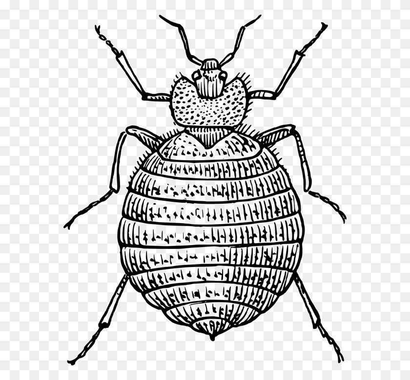 580x720 Where Do Bed Bugs Hide In Dale City Va Bed Bug Drawing, Gray, World Of Warcraft HD PNG Download