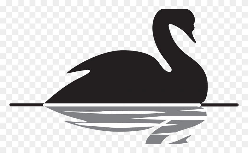 1066x631 Где Есть Обои Обои Теория Черного Лебедя, Водоплавающие Птицы, Птица, Животное Hd Png Скачать