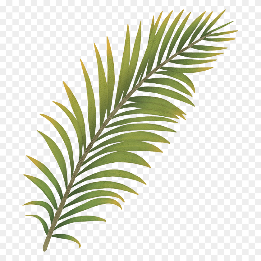 695x779 Where To Buy Western Yew, Leaf, Plant, Green HD PNG Download